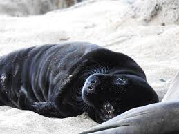 hawaiian monk seals