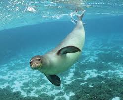 monk seal