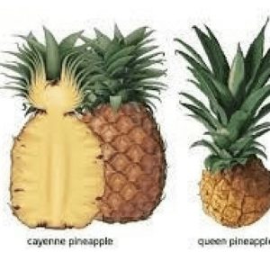 sugar loaf pineapple